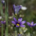 native prairie wildflower
