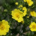 yellow Willamette Valley wildflower