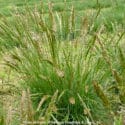 upland Oregon native grass